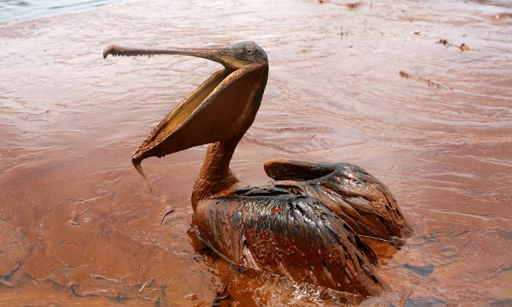 consecintele poluarii apelor