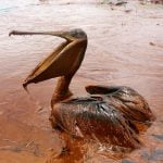 consecintele poluarii apelor