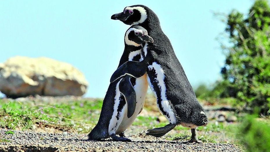 Top 15 animale pe cale de dispariție 13 Pinguin Magellan