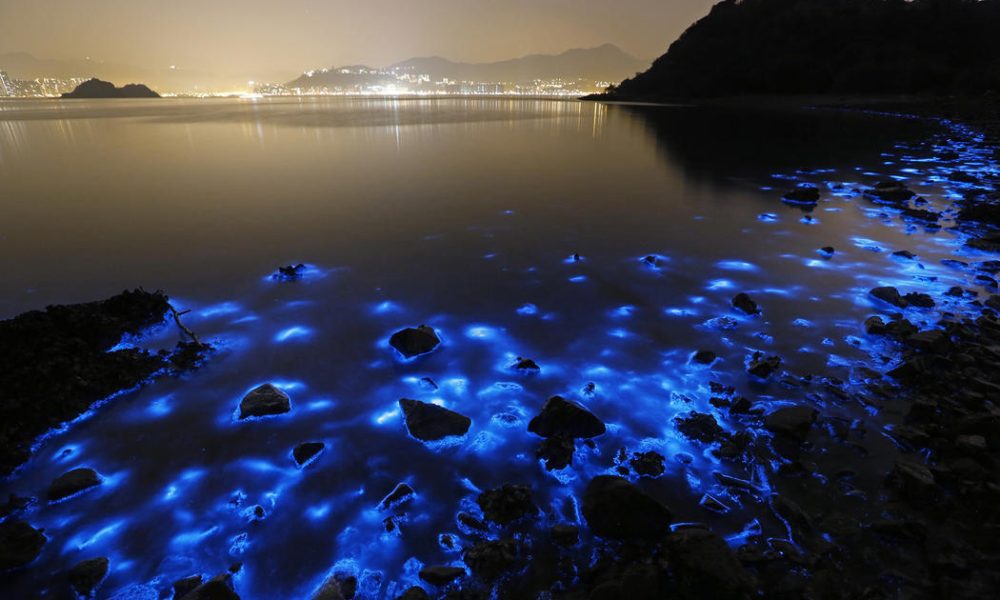 valuri bioluminiscente poza