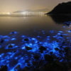 valuri bioluminiscente poza