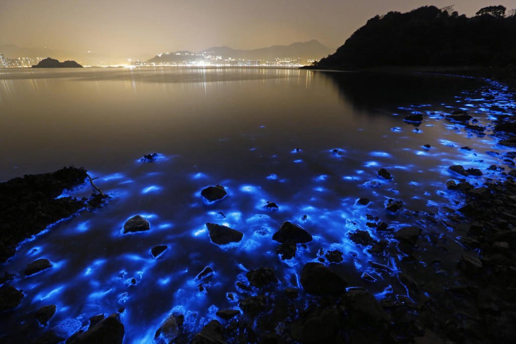 valuri bioluminiscente poza