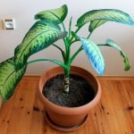 Dieffenbachia