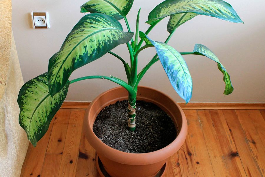 Dieffenbachia