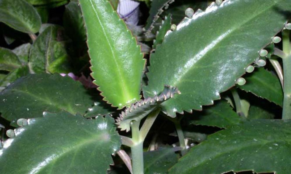 Kalanchoe daigremontiana