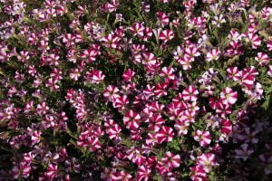 imagini floricele super