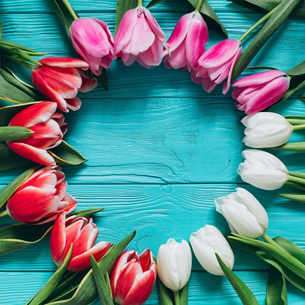 lalele flori frumoase