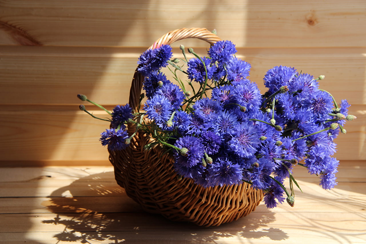 poze cu flori pt. facebook