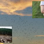 6 tipuri de celule și caracteristicile lor tantari defrisare paduri scaled