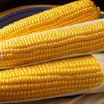 Cum să conservi porumbul pentru a te bucura de gustul său proaspăt tot anul