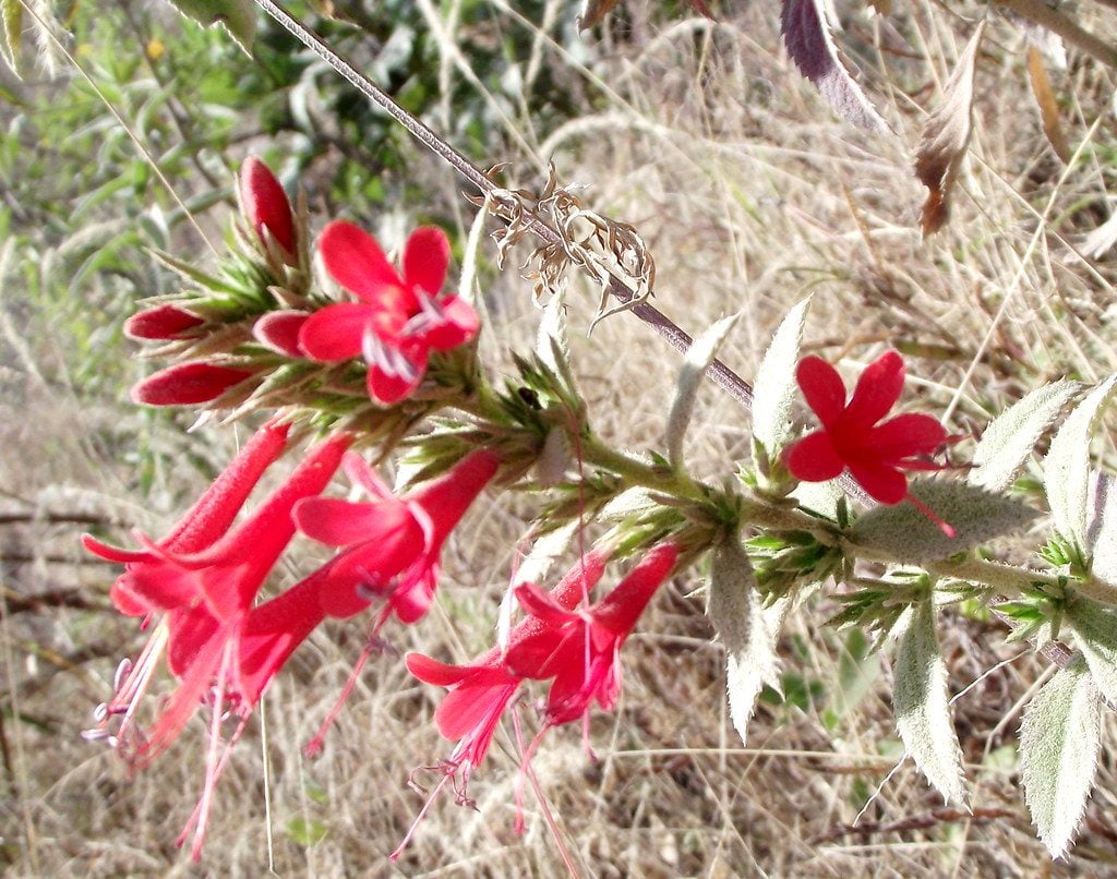 Loeselia mexicana planta beneficii