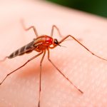 Care Sunt Simptomele Febrei Denga Clasice și Febrei Denga Hemoragice? Ghid Detaliat Pentru Diagnostic și Tratament