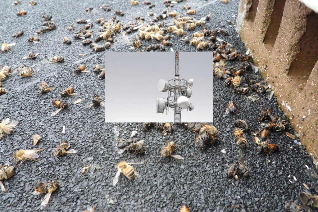 albine moarte de la 5G scaled