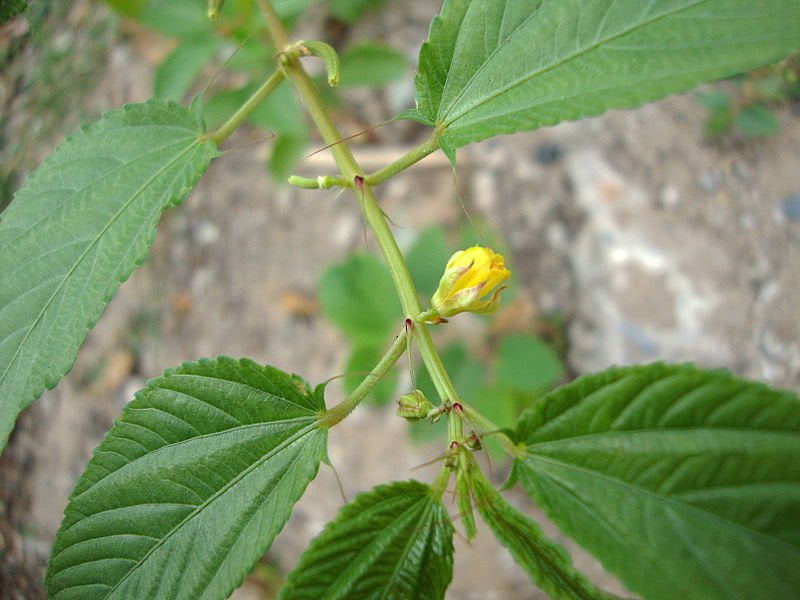 Iuta (Corchorus olitorius), o plantă uimitoare iută corchorus olitorius
