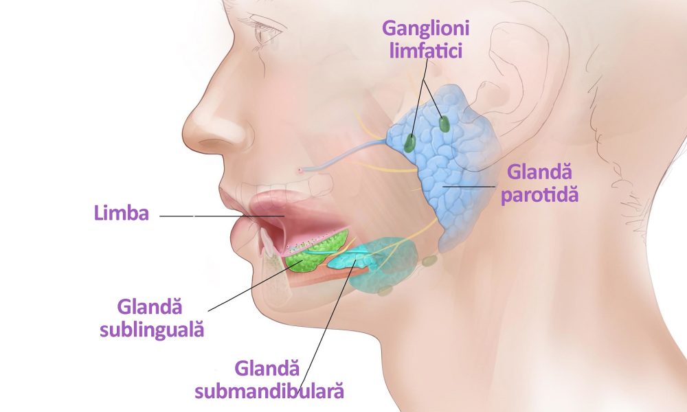 Glandele Salivare: Arhitecții Nevăzuți ai Digestiei și Protectorii Vitali ai Cavității Bucale anatomia glandelor salivare