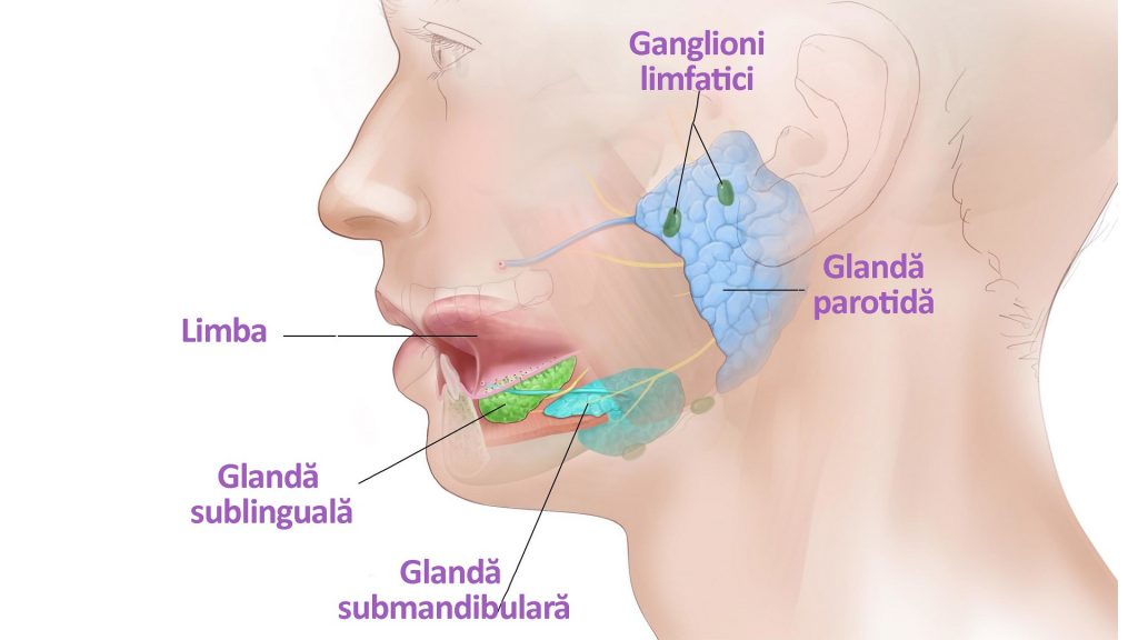 anatomia glandelor salivare