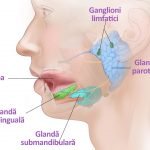 Cum Să Prepari o Apă de Gură sau un Suc de Scorțișoară Pentru a Scăpa de Respirația Urât Mirositoare: Un Ghid Complet și Aprofundat anatomia glandelor salivare