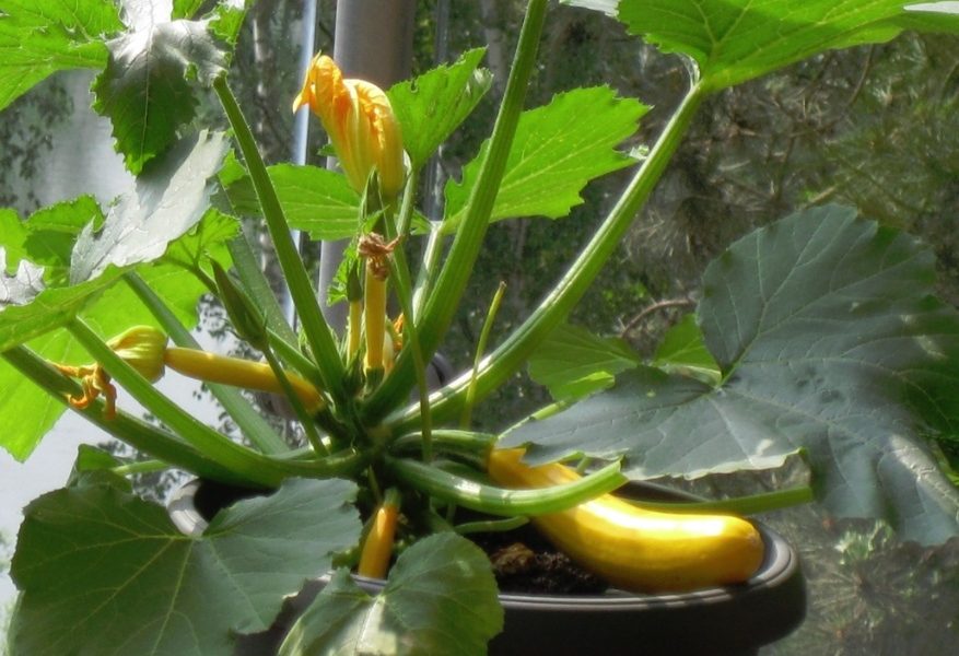 Cum se cultivă dovleceii în ghivece, pe balcon sau terasă? cultiva dovlecei in ghiveci