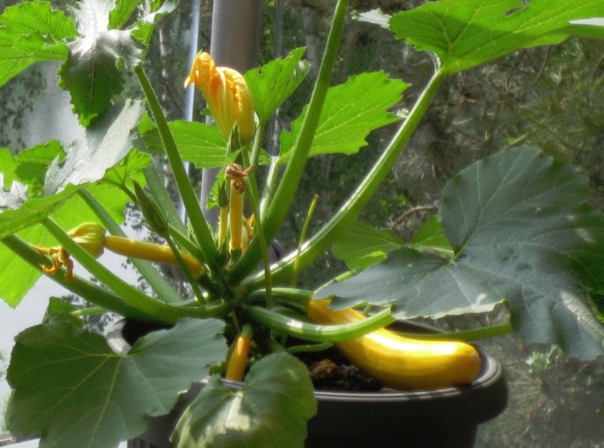 cultiva dovlecei in ghiveci