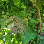 cum pastrezi strugurii