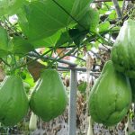 Cele mai bune afrodisiace naturale care va pot ajuta in viata de cuplu dovlecel chayote beneficii