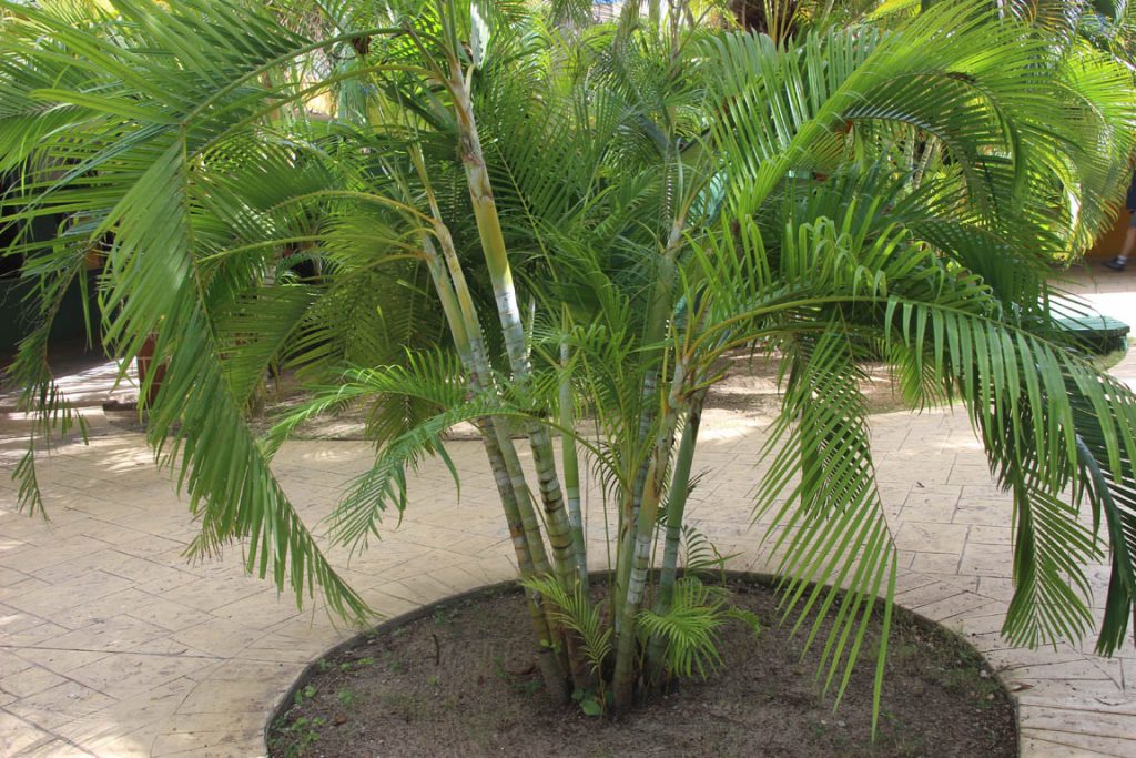 inlocuire ghiveci palmier