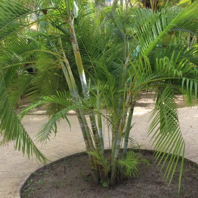 inlocuire ghiveci palmier