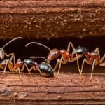 Picioare umflate la persoanele în vârstă: Cauze, simptome și ce este important să știi cum scapi de insectele din casa cu acid boric