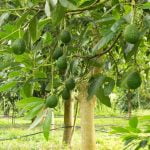 soiuri de avocado