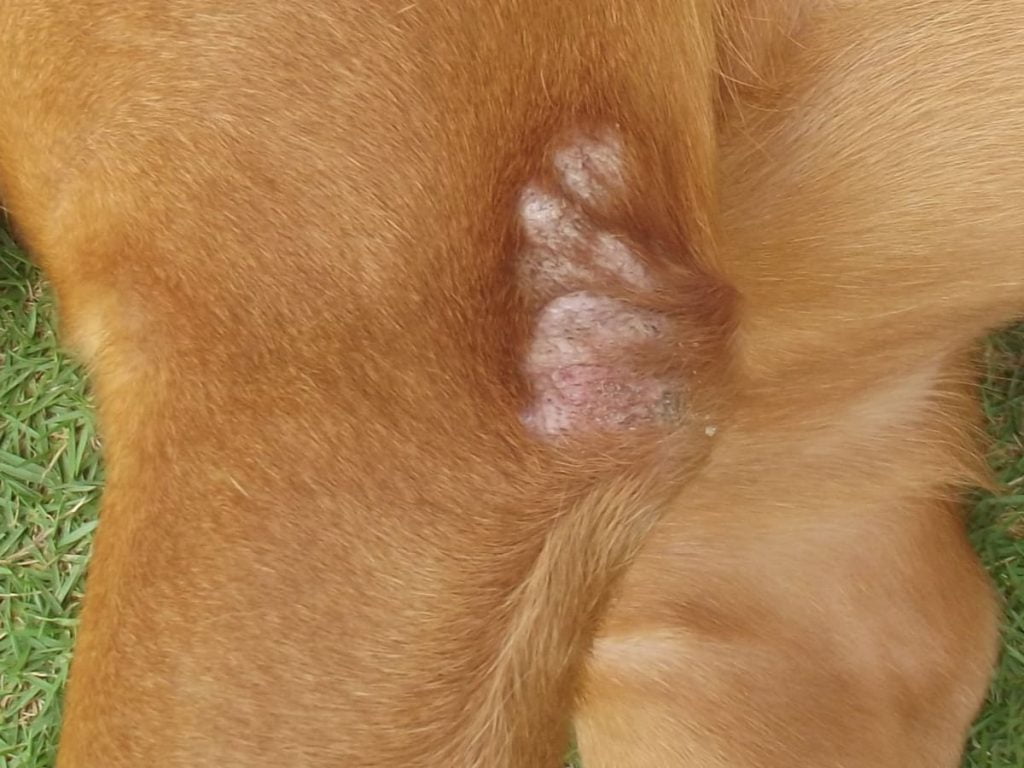 calus sau bataturi la caine