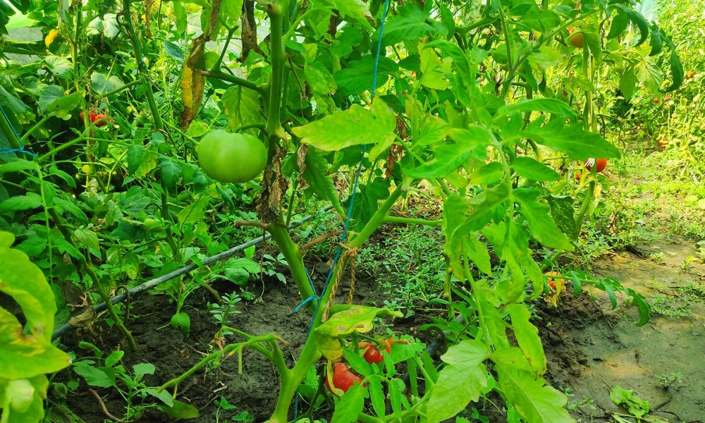 rosie tomata partile plantei