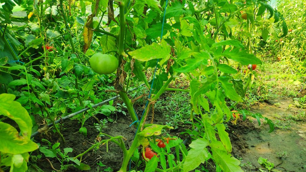 rosie tomata partile plantei