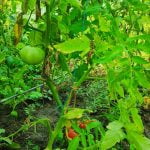Cum să crești temperatura corpului? rosie tomata partile plantei