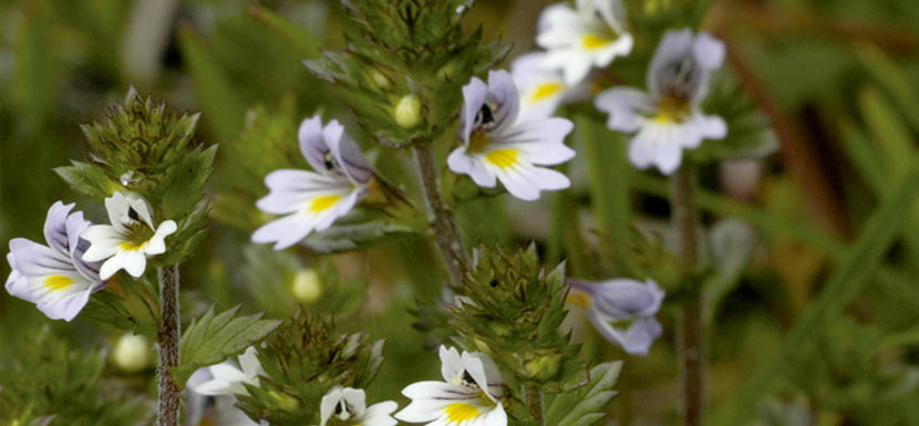 Cum îți îmbunătățești vederea cu planta eufrasia (eyebright)? Eufrasia planta pentru ochi