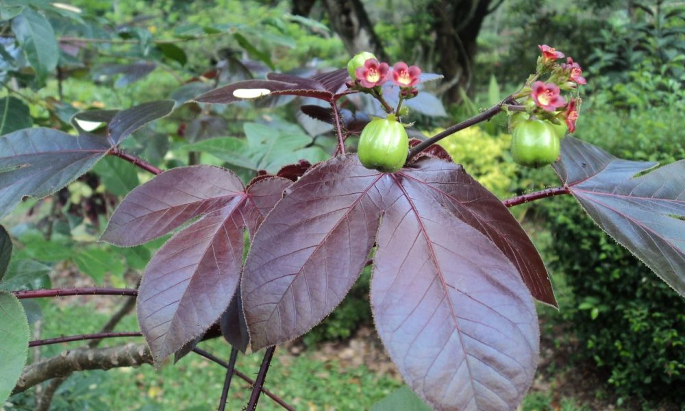 Cum se vindecă HIV/SIDA cu planta Jatropha curcas? Jatropha curcas rosu