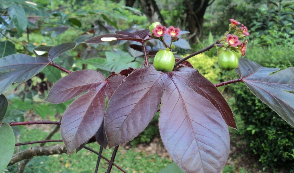 Jatropha curcas rosu