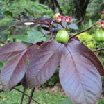 Cum să faci inhalații cu mentă pentru a scăpa de răceală, gripă, tuse etc.? Jatropha curcas rosu