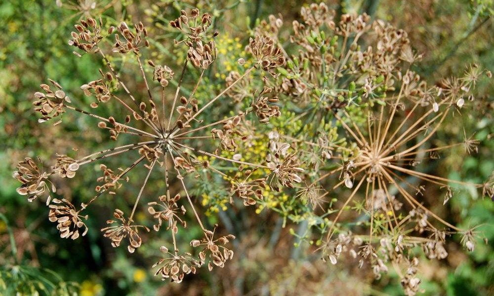 ceai de seminte de marar