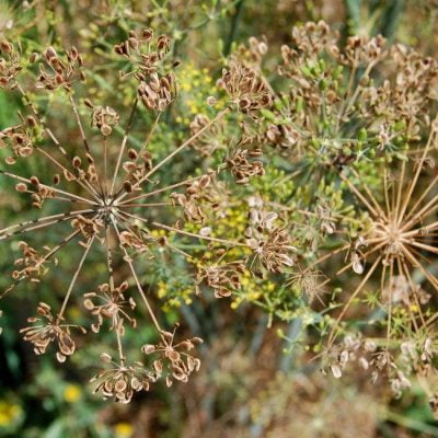 ceai de seminte de marar