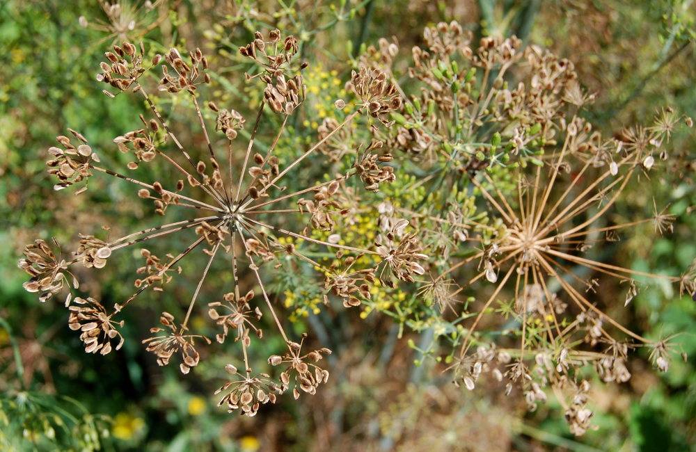 ceai de seminte de marar