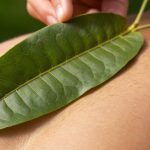 Rețetă de Sorbet (Înghețată) cu Mango și Fructul Pasiunii: O Explozie Tropicală de Răcoare