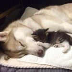 Care este diferența dintre sumar de urină și urocultură? caine dormind langa pisica