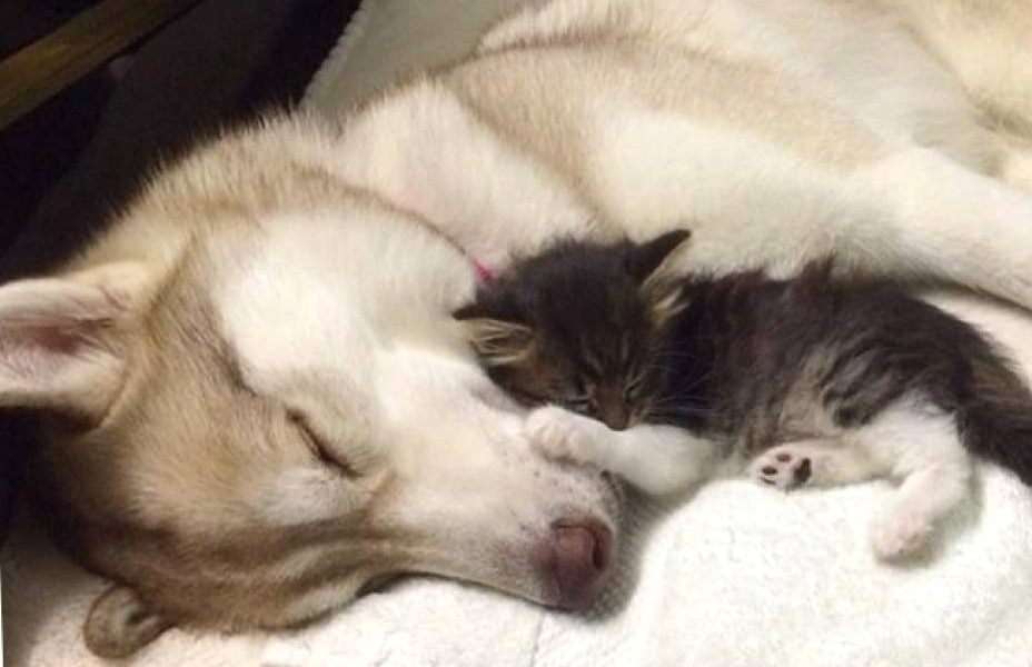 caine dormind langa pisica