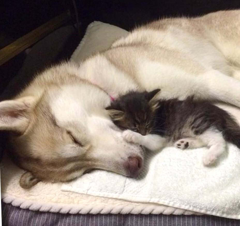 caine dormind langa pisica