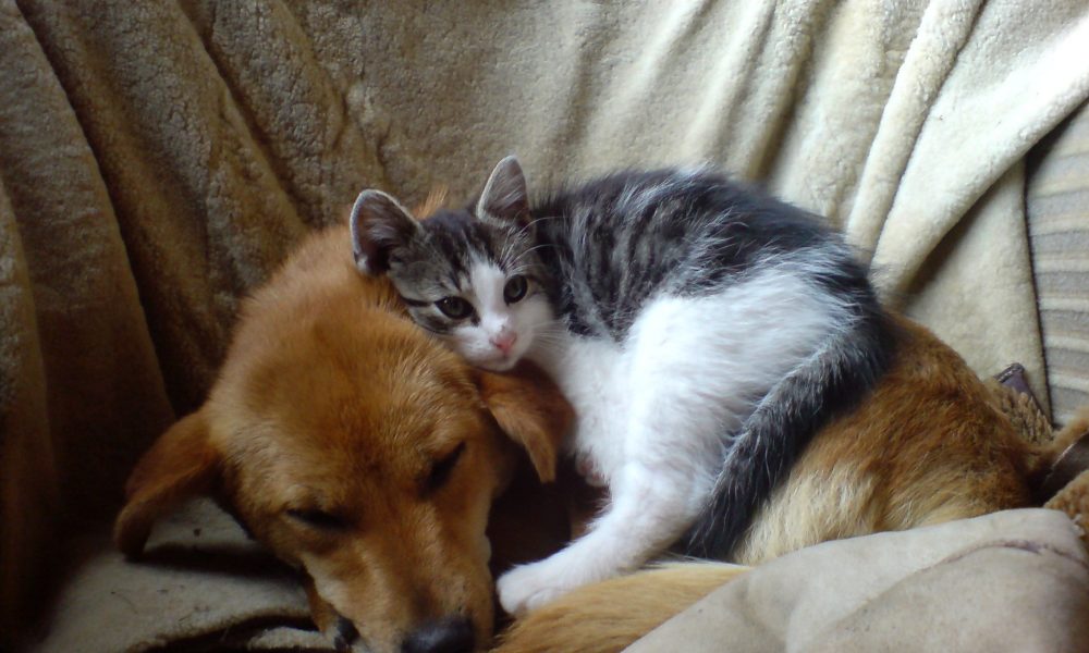 Unde arunci părul și blana de la animale? pisca care dorme cu cainele