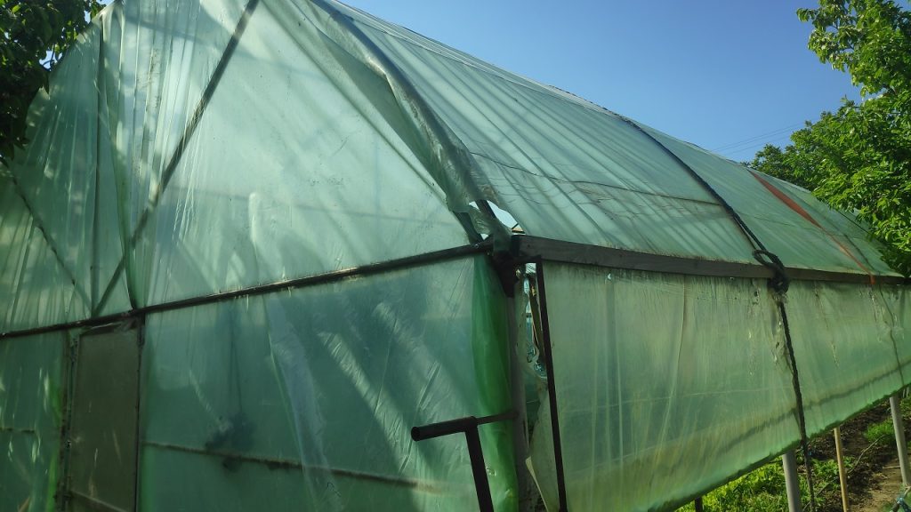 Cu ce apă se udă plantele?