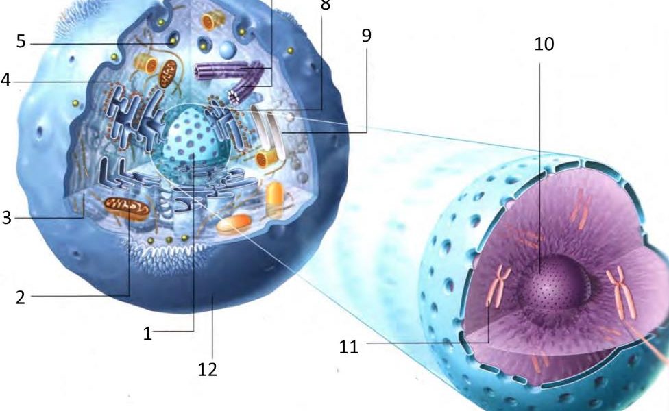 6 tipuri de celule și caracteristicile lor