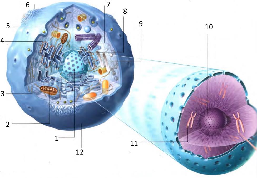 6 tipuri de celule și caracteristicile lor