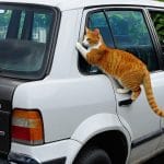 Scapă de Balonare: Sfaturi Practice și Eficiente pentru un Abdomen Plat și Confortabil cum sa tii pisicile departe de masina