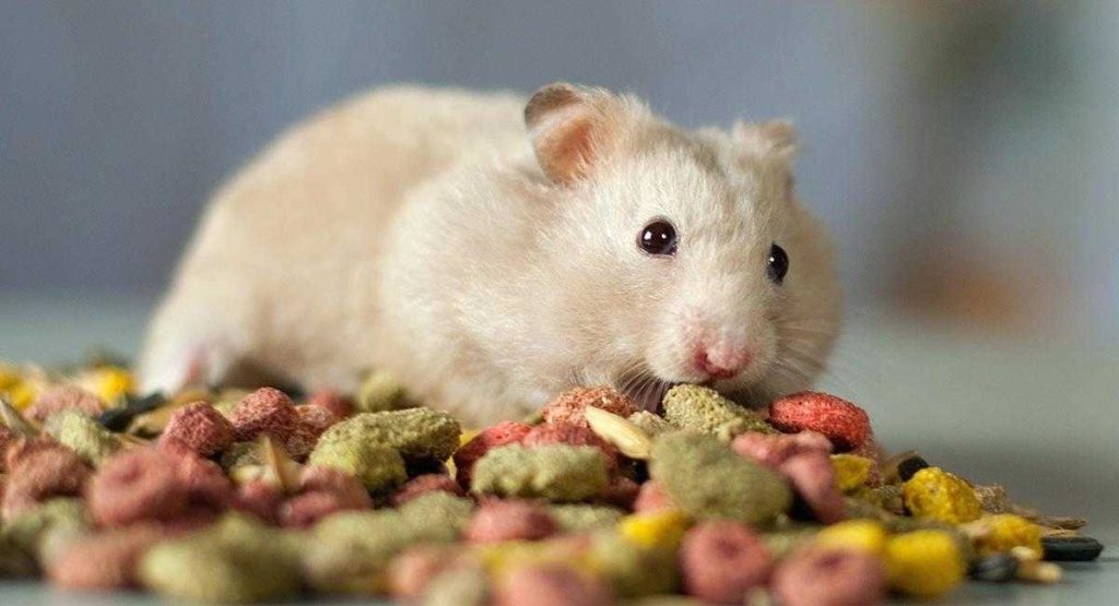 Cum să-ți dai seama dacă un hamster hibernează sau este mort?